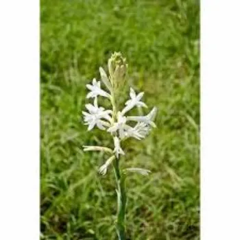 White Arali Flowers 1-arali flower-7388201-49533.webp